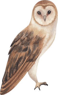 Watercolor Owl Bird