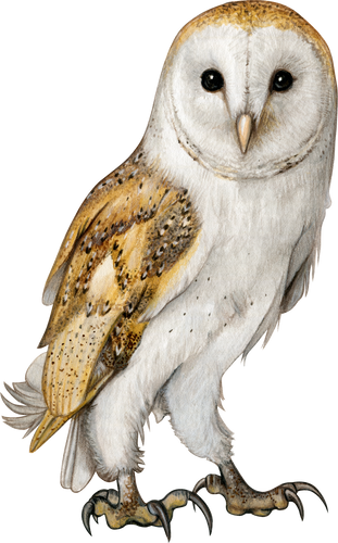 Barn owl