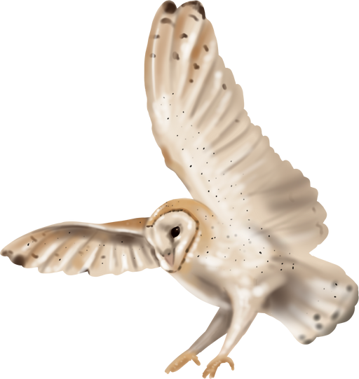 Watercolor owl barn owl. A realistic illustration of an owl.