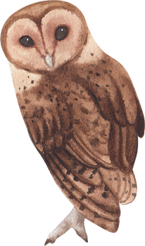 Watercolor Owl Bird